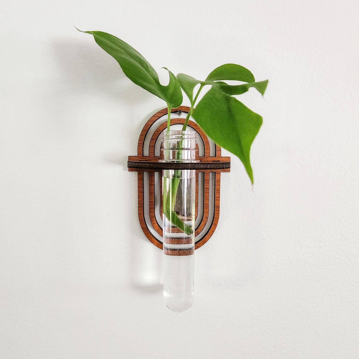 Boho rainbow wooden wall hanging propagation station test tube holder for plant cuttings.