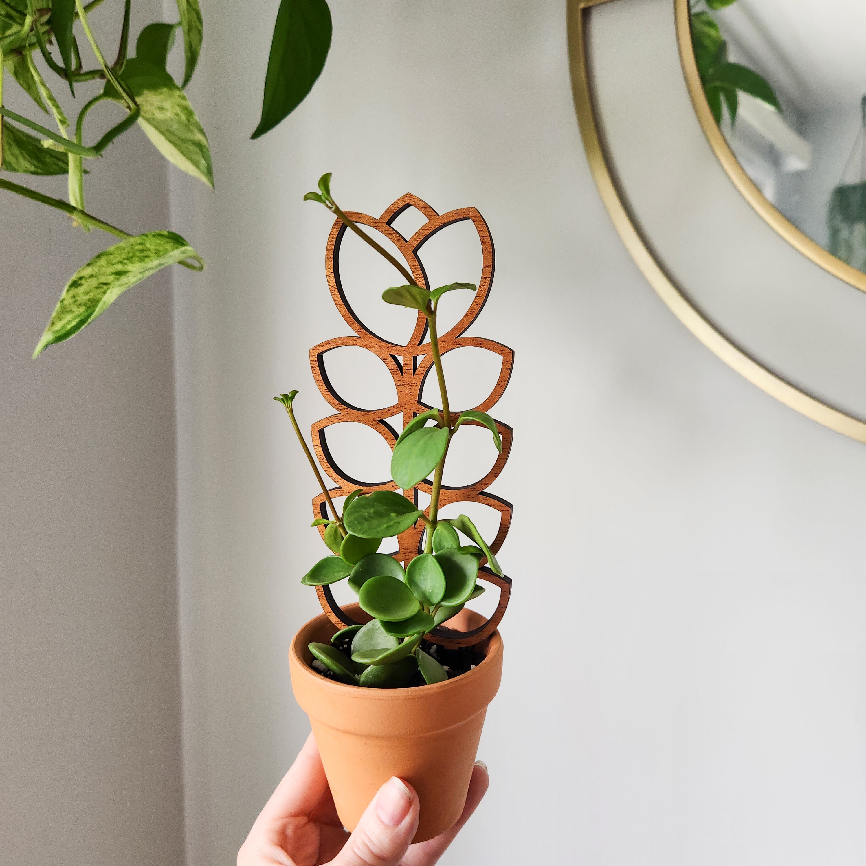 Indoor Plants, House Plant Delivery, & Plant-Inspired Gifts in Australia