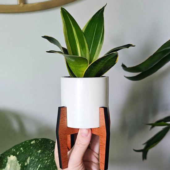 Small mid century modern wood plant stand with white ceramic 2 inch planter holding a small succulent snake indoor plant.