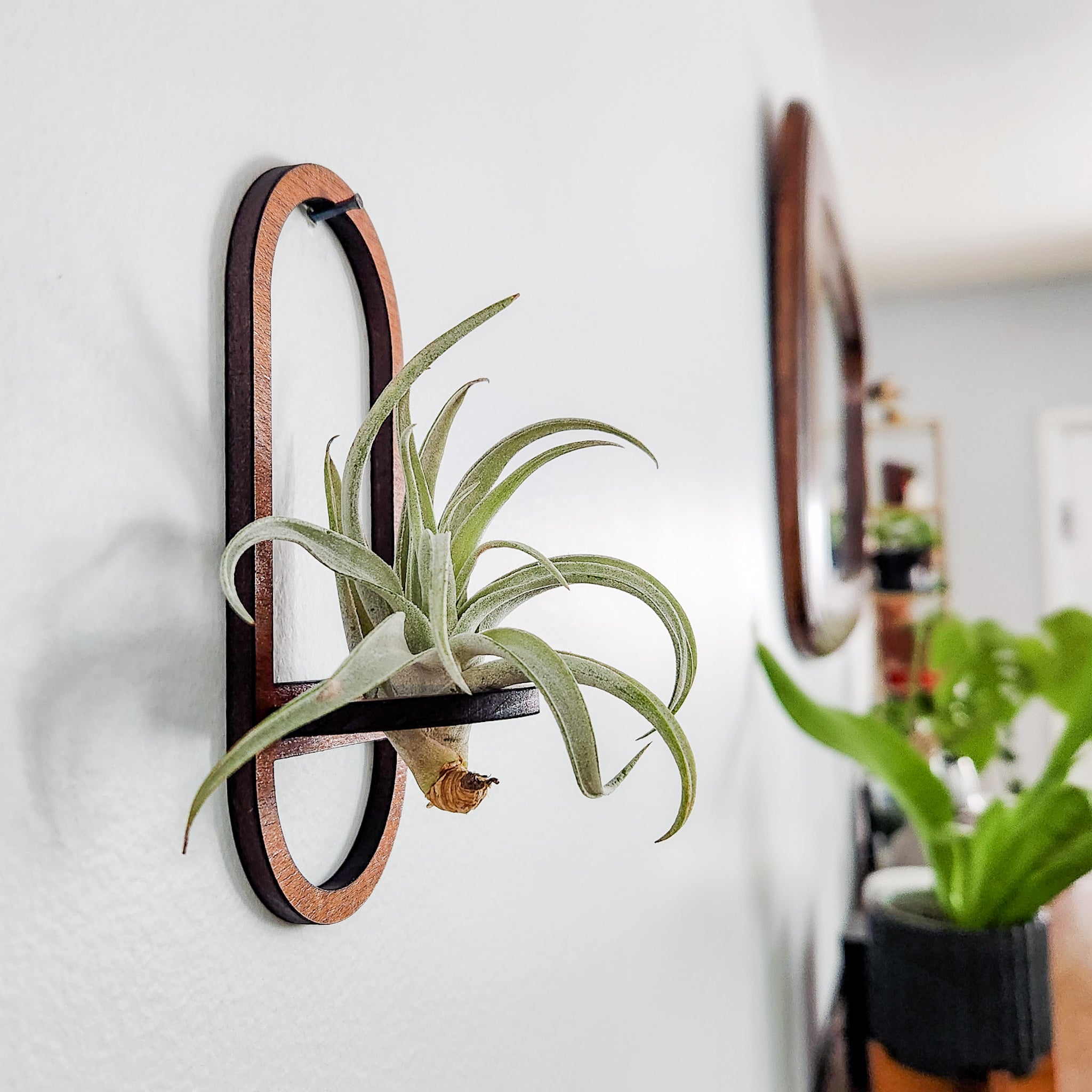 Air plant hangers with live airplants top