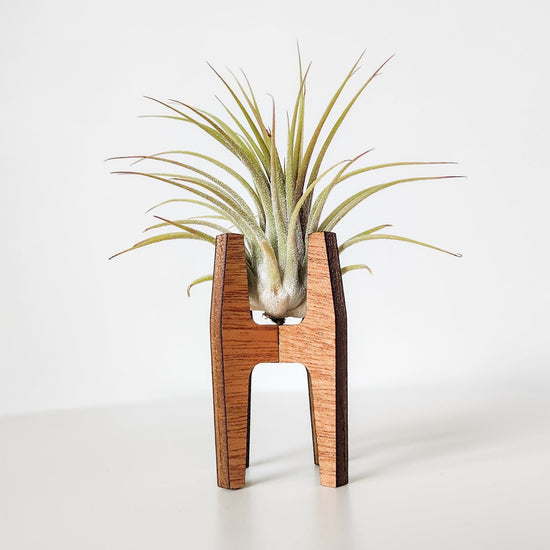 Air Plant Holder - Display Air Plants with Stylish Wooden Wall Hanger – Leaf  & Node